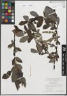 Foto von Salix hastata L.